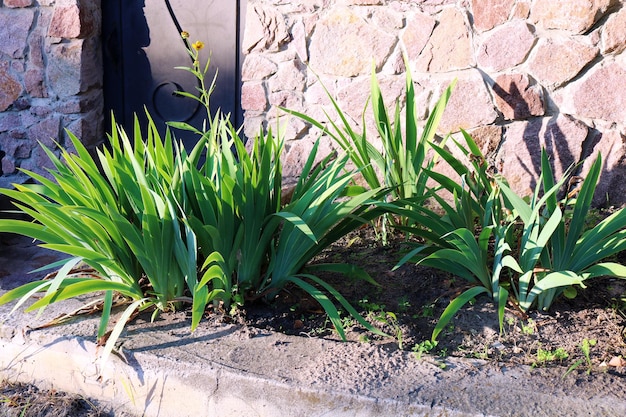 Paisajismo Macizo de flores cerca de la valla de piedra