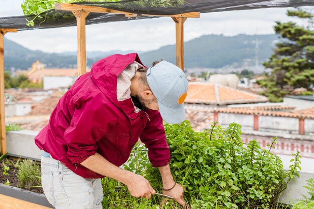 Paisajista irreconocible cortando plantas de menta en una terraza urbana.