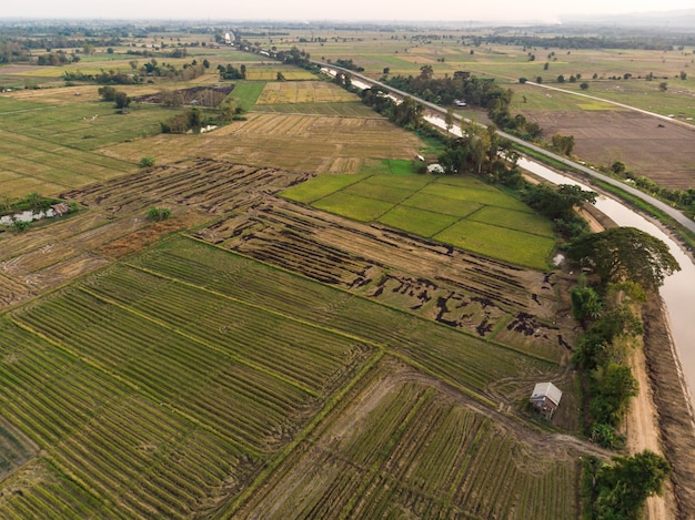 Paja de arroz quemado en el campo de la agricultura