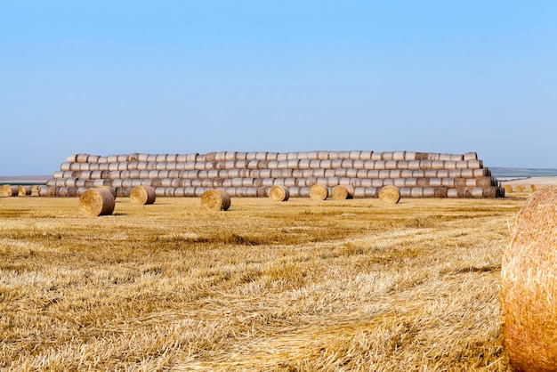 Paja en el campo