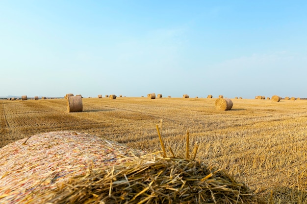 Paja en el campo