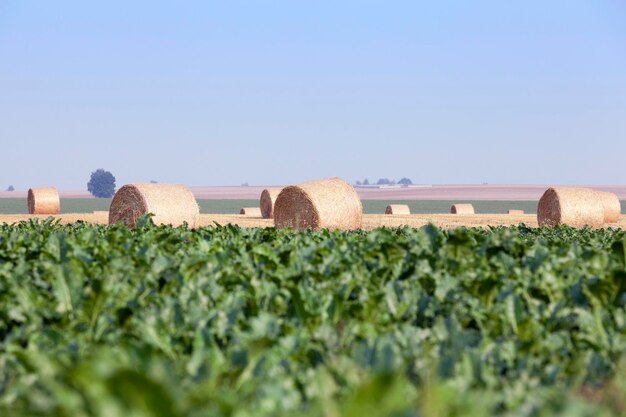 Paja en el campo