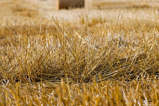 Paja en el campo