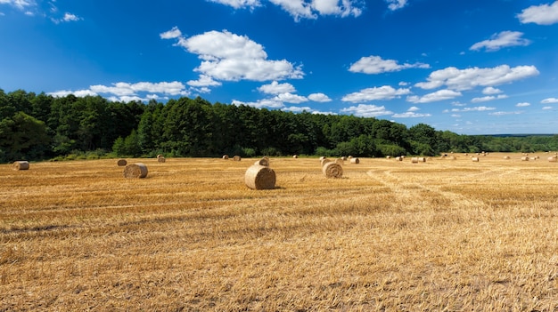 Paja de color naranja dorado después de la cosecha de trigo, un campo agrícola donde la paja de trigo se recolecta en pilas para su uso en agricultura y ganadería