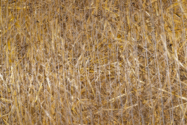 Paja de oro amarillo en el campo después de la cosecha en pilas