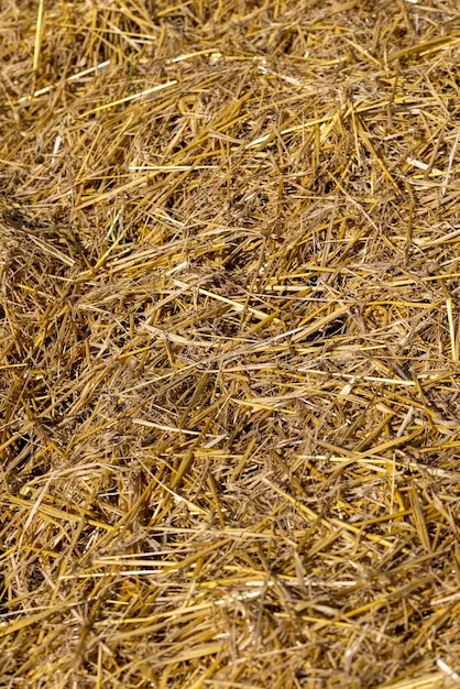 Paja de oro amarillo en el campo después de la cosecha