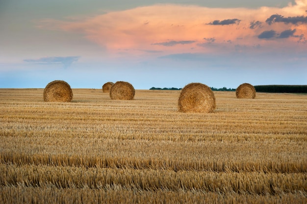 Paja en pacas rodadas y rastrojos en el campo al atardecer cosechando en la agricultura