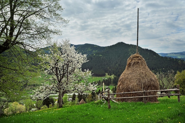 Un pajar con un árbol en flor y un paisaje montañoso.