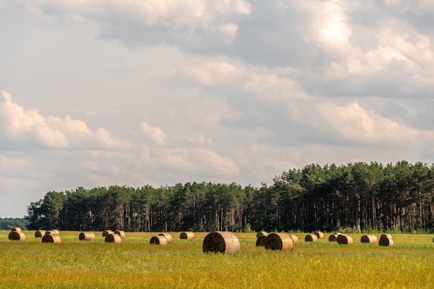 Un pajar en un campo agrícola Un hermoso campo amarillo después de cosechar trigo Pacas de heno enrolladas secadas al sol