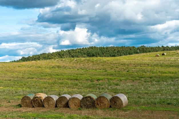 Un pajar en un campo agrícola Un hermoso campo amarillo después de cosechar trigo Pacas de heno enrolladas secadas al sol