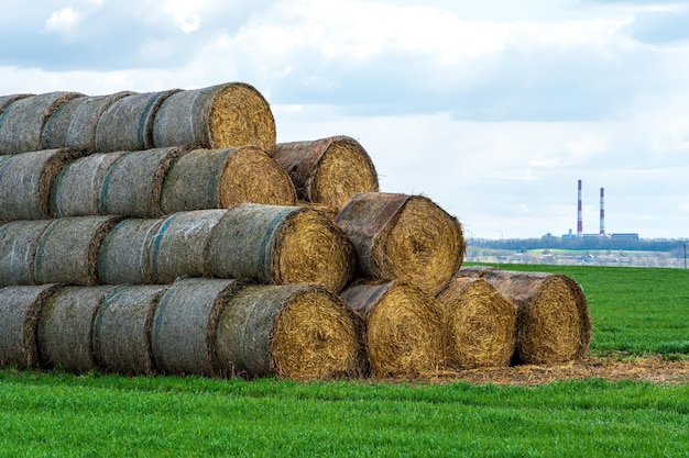 Un pajar en un campo agrícola Un hermoso campo amarillo después de cosechar trigo Pacas de heno enrolladas secadas al sol