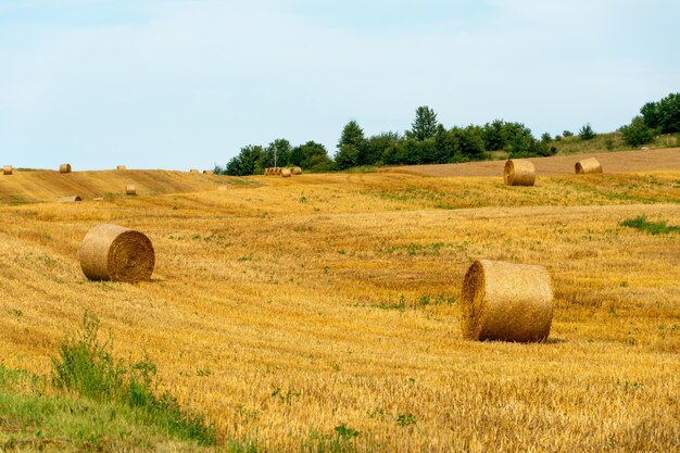 Un pajar en un campo agrícola Un hermoso campo amarillo después de cosechar trigo Pacas de heno enrolladas secadas al sol