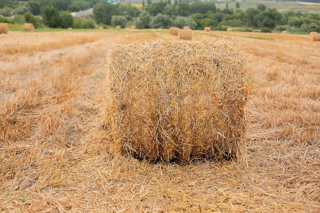 un pajar en un campo de trigo segado contra el fondo de las ramas