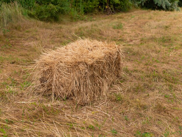 Un pajar cúbico olvidado en el campo. La temporada para cortar el césped y preparar la alimentación del ganado para el invierno.