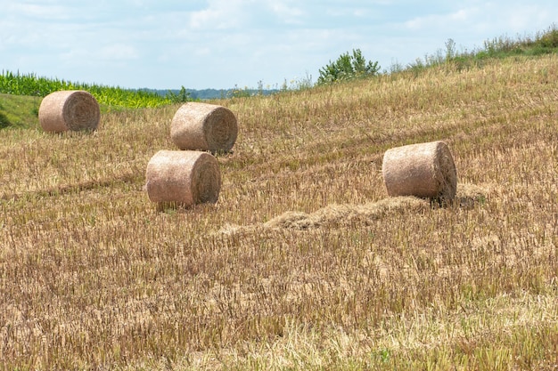 Un pajar dejado en un campo después de la cosecha de cereales Cosecha de paja para la alimentación animal Fin de la temporada de cosecha Pacas redondas de heno esparcidas por el campo del agricultor