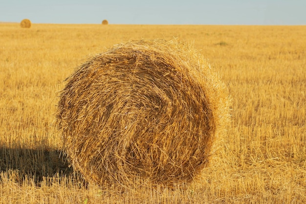 Pajar de fardos de heno en la naturaleza rural en la paja de las tierras de cultivo en el prado