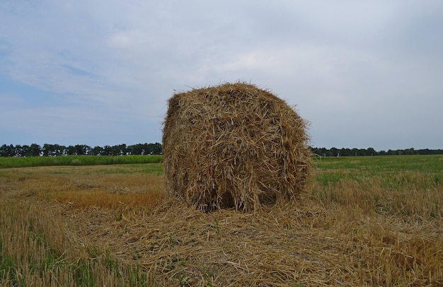 Pajar seco en un campo después de la cosecha