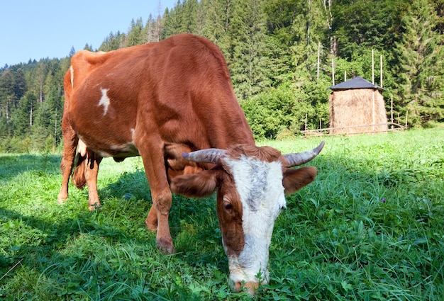 Pajar y vaca en la ladera de la montaña brumosa mañana, los Cárpatos, Ucrania