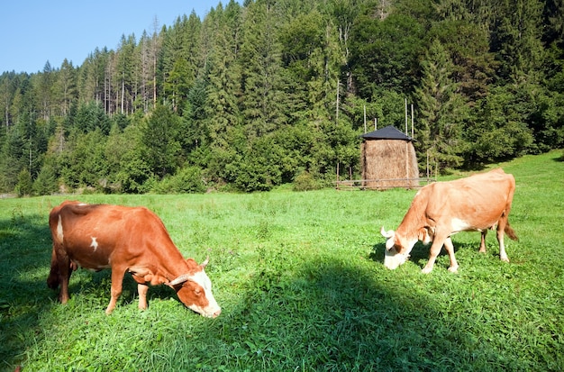 Pajar y vacas en la ladera de la montaña por la mañana de verano, los Cárpatos, Ucrania