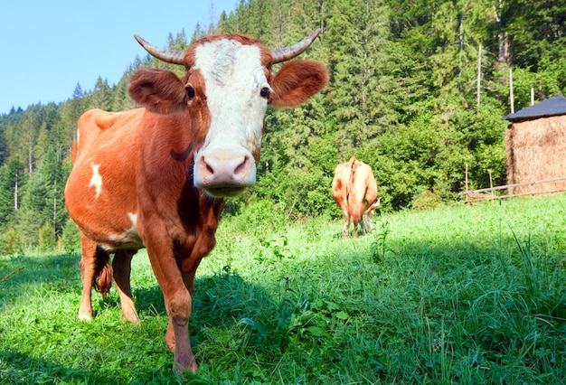 Pajar y vacas en la ladera de la montaña por la mañana de verano, los Cárpatos, Ucrania