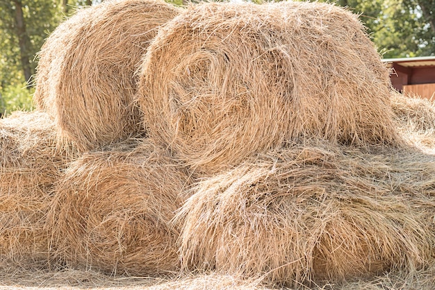 Pajar en verano. Muchos rollos se cierran. Hierba seca en la finca.