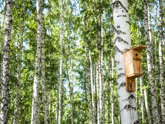 Pajarera en un árbol en el bosque de abedules