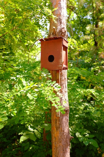 Pajarera de madera en el árbol. Casa para pájaros hazlo tu mismo.