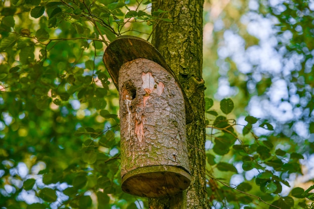 Pajarera de madera en un árbol.