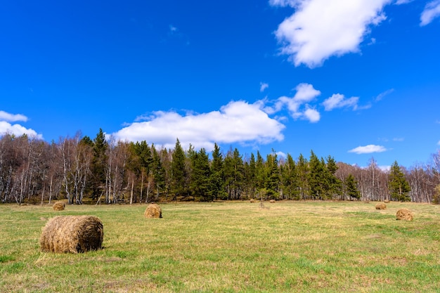 Pajares en un campo en un bosque en las montañas