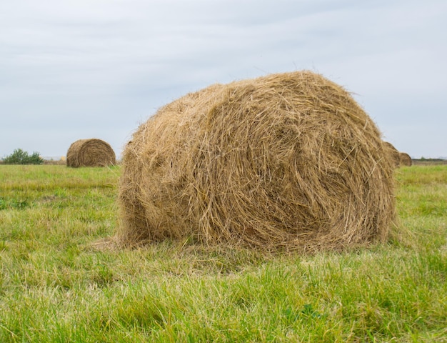 Pajares en el campo contra el cielo.