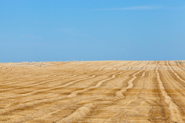 Pajares en un campo de paja un campo agrícola en el que se encuentran Pajares de paja después de la cosecha de cielo azul