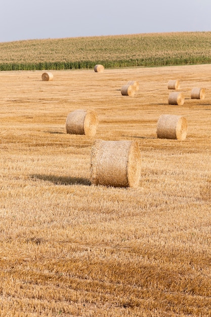 Pajares en un campo de paja Pajares a la izquierda después de cosechar trigo profundidad de campo