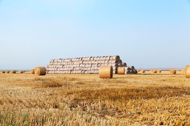 Pajares en un campo de paja