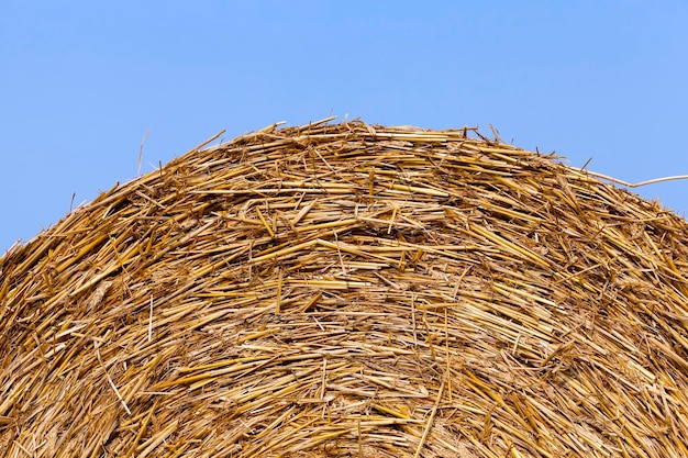 Pajares en un campo de paja