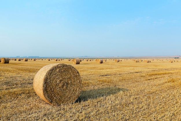 Pajares en un campo de paja