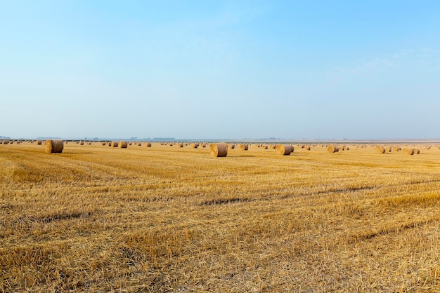 Pajares en un campo de paja