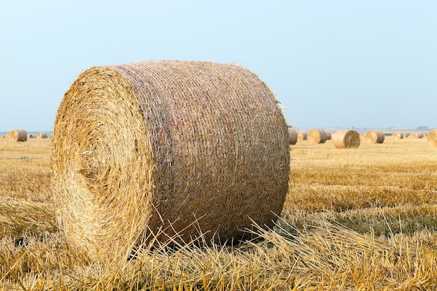 Pajares en un campo de paja