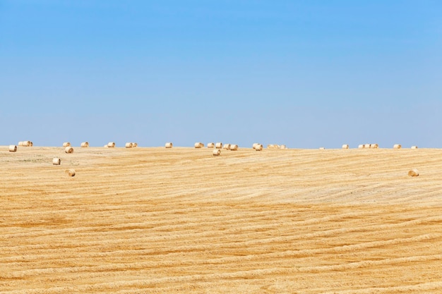 Pajares en un campo de paja