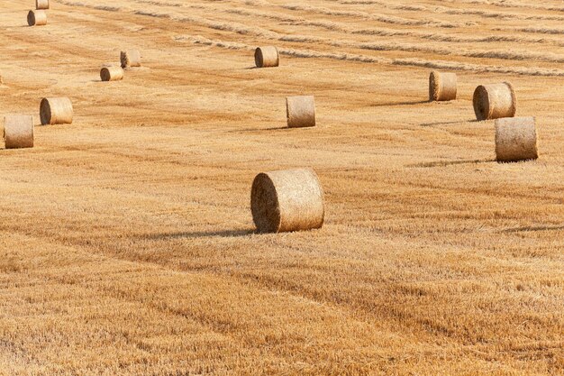 Pajares en un campo de paja