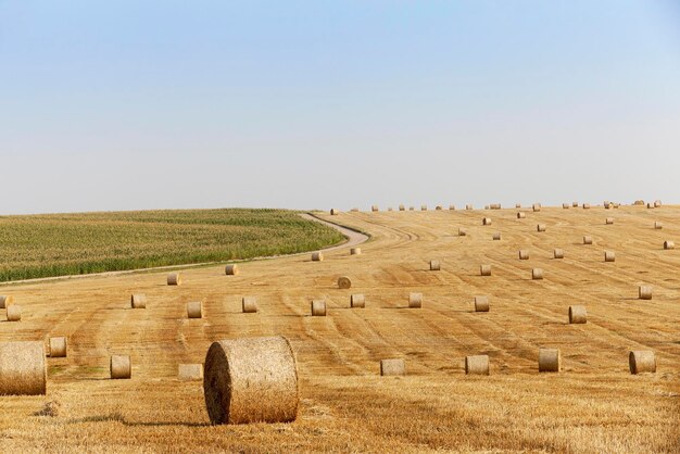 Pajares en un campo de paja