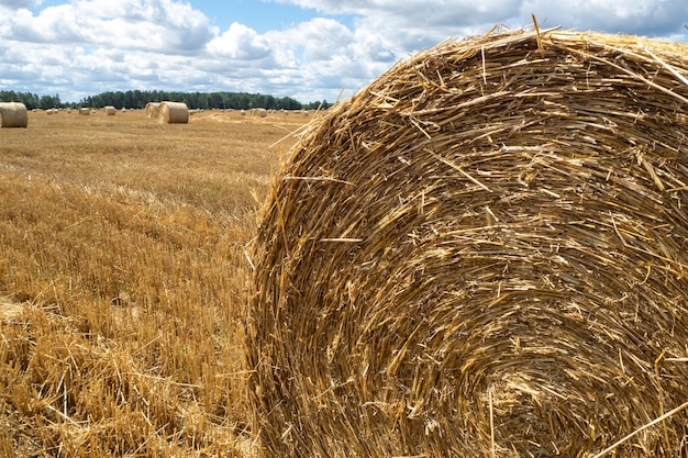 Pajares en el campo, vista cercana. Pajares de color amarillo brillante y dorado en el campo agrícola en un día soleado de verano.