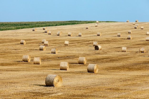 Pajares en un campo