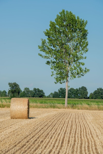 Pajares en el campo