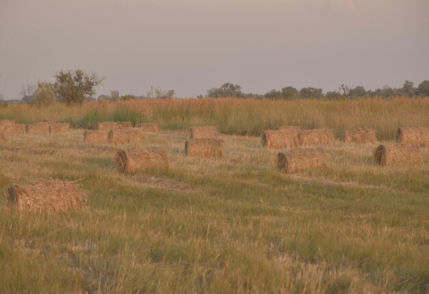 Pajares enrollados en balas en los campos de kuban