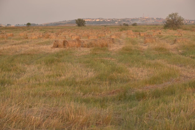 Pajares enrollados en balas en los campos de kuban