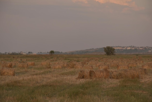 Pajares enrollados en fardos en los campos de Kuban Vista de Temryuk
