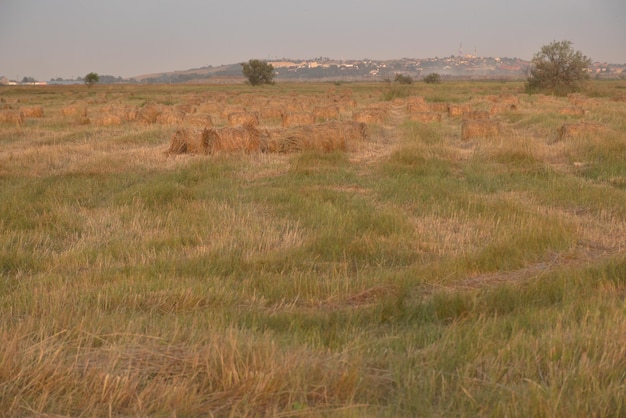 Pajares enrollados en fardos en los campos de Kuban Vista de Temryuk