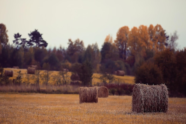 pajares paisajísticos en un campo de pueblo de otoño