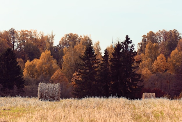 pajares paisajísticos en un campo de pueblo de otoño