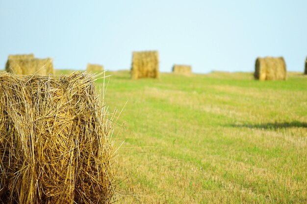 Pajares redondos en el campo